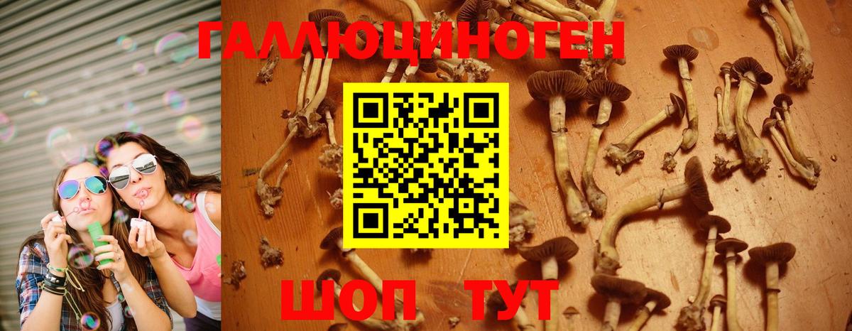 Чистополь  Псилоцибиновые грибы Psilocybe  Вход с VPN 